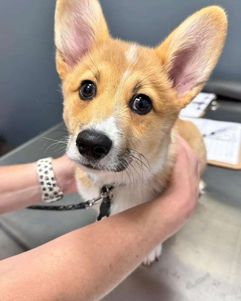 Liberty Hill Animal Hospital