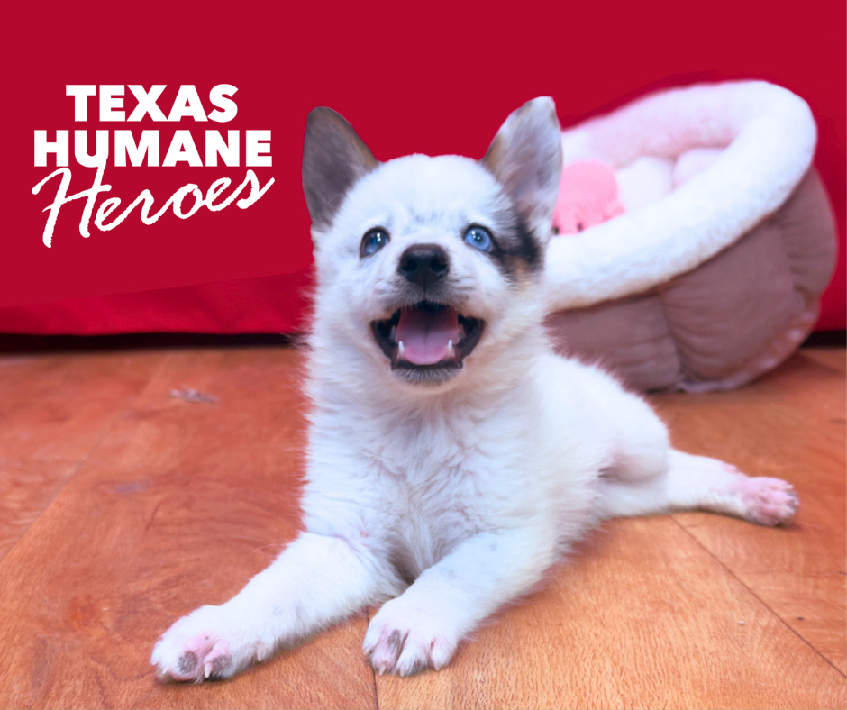 Texas Humane Heroes
