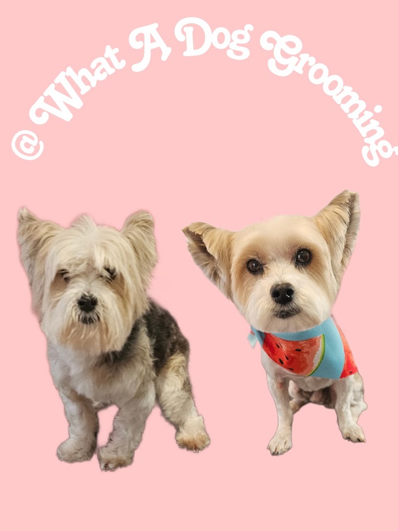 What A Dog Grooming
