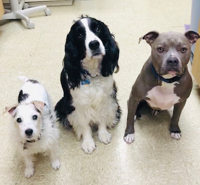 Highway 79 Animal Clinic