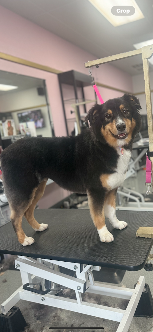 Happy Hounds Grooming